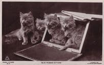 Blue Persian Kittens Cat 2x Old Cats Postcard s