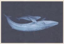 Blue Whale & Baby Calf Fish Painting Postcard