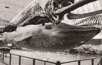 Blue Whale Shark Museum Model 1950s Real Photo Postcard