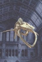 Blue Whale Skeleton Balaenoptera Musculus London Museum Postcard
