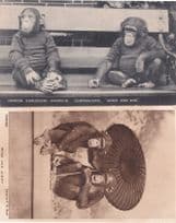Bobo & Jimmy London Zoological Society 2x Chimpanzee Postcard s