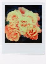 Bocquet Bunch Of Carnations Award Flower Analogue Photo Postcard