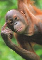 Bold Brainy Hanging Orang Utang Dangling German Ape Comic Postcard