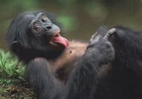 Bonobo Pygmy Frecher Teenager Chimpanzee Ape Comic Animal Postcard