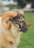 Boreray Ram Sheep Lamb Postcard