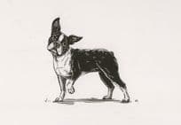 Boston Terrier Dog Sketch Art Drawing Postcard