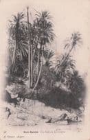 Bou Saada Un Coin De La Riviere Alger Old Postcard