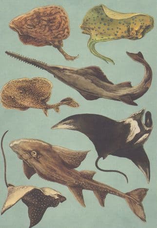 Bowmouth Guitarfish Spotted Eagle Ray Manta Marbled Electric Fish Postcard