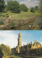 Bradford Dale Child Talking To Grazing Cows and the City Hall 2x Postcard s
