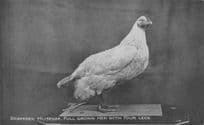 Bramber Museum Farm Hen Bird With Four Legs Animal Exhibit Rare Postcard