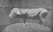 Bramber Museum Farm Pig With Three Legs Animal Exhibit Rare Old Postcard