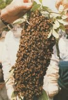 Brave Man Holding 15,000 Bees In His Hand Bee Swarm Postcard