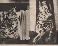 Break Between Lessons Jarrold Chrome Series 2x Bookworm Cat Postcard s