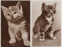 Bright Eyes Snowball 2x Valentines Cat Real Photo Postcard