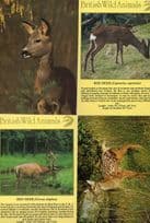 British Red Roe Deer Fawn 4x Deers Postcard s
