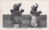 Broncho Bills Wonderful Elephants Antique Circus Postcard