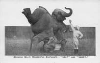 Broncho Bills Wonderful Elephants Handstand Old Circus Postcard