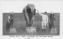 Broncho Bills Wonderful Elephants Shetlands Pony Ponies Old Circus Postcard