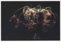 Bronwyn Oldham Florescent Tulips Leigh On Sea Photo Postcard