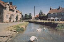 Brookside Hovingham Yorkshire Fussy Swans Smelling Puddle Postcard