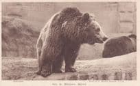 Brown Bear London Zoological Gardens Antique Postcard