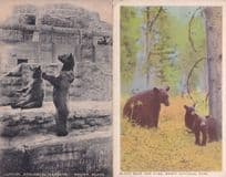 Brown & Black Bear London Zoological & USA 2x Old Postcard s