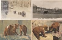 Brown Black Bears incl Banff 4x Old Postcard s