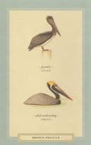 Brown Pelican Juvenile & Adult Nonbreeding Bird Postcard
