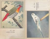 Budgerigar from Denmark Finch 2x Antique Postcard s