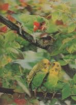 Budgie Budgies Three Dimensional 3D Bird Postcard