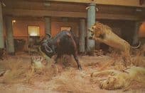 Buffalos Elephant Elephants with Buffalo Spanish Museum Exhibit 1970s Postcard
