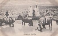 Buffalos In The Nile Egyptian Antique Postcard