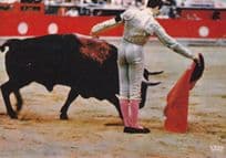 Bull Covered In Blood Bullfighting Extreme Postcard