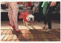Bulldog Pet Dog Christmas Fashion Show Palm Beach Award Postcard