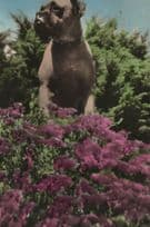 Bulldog Pickwick The Guard Dog at Jersey Holiday Camp Postcard