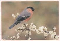 Bullfinch Bird Eggs Nest Diet Plumage Arthur Dixon Postcard