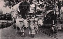 Bullock Cart & Driver Ceylon India Real Photo Vintage Postcard