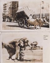 Bullock East Bombay Elephant & Trainer 2x Indian Real Photo Postcard s