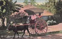 Bullock Hackery Colombo India Rare Old Colour Postcard