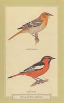 Bullock's Oriole Male & Female Bird Stunning Postcard