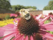 Bumble Bee On Flower Stunning Photo Art Postcard