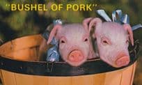 Bushel Of Pork State American Pig Postcard