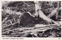 Busy Beaver Algonquiin Park Ontario Canadian Real Photo Postcard