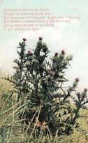 Cactus Thistle Prickly Plant Getting Stung Thorns Antique Poem Songcard Postcard