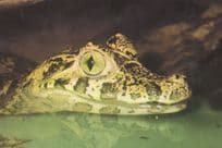 Caiman Crocodile Reflection Postcard