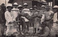 Calcutta Snake Animal Hunting Trophy Indian Golf Old Hunter Real Photo Postcard