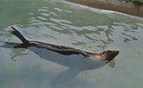 California Sea Lion Whipsnade Park London Zoo Vintage Postcard