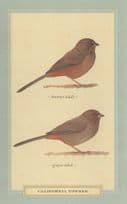 California Towhee Bird Stunning Postcard