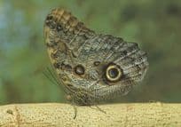 Caligo Memnon Butterfly On Twig Stunning Rare Postcard