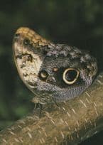 Caligo Memnon Giant Owl South American Butterfly Postcard
